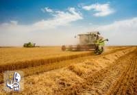 برآورد افزایش ۲۷۷ هزار تُنی خرید گندم در چهار استان