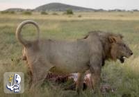 کنیا صحنۀ خشونت مردم محلی علیه شیران شده است