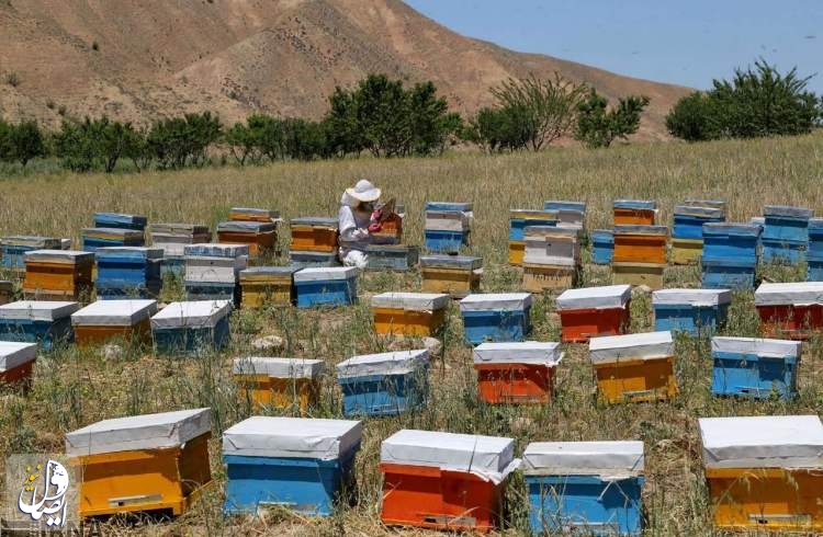 پیش‌بینی تولید ۱۴۰ هزار تن عسل در سال ۱۴۰۲