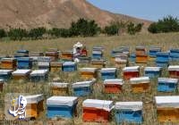 پیش‌بینی تولید ۱۴۰ هزار تن عسل در سال ۱۴۰۲