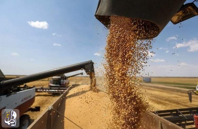 افزایش ۴۴ درصدی خرید گندم از کشاورزان نسبت به سال گذشته