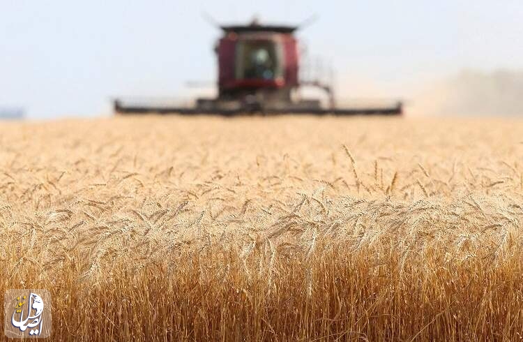 پیش‌بینی خرید ۸.۵ میلیون تن گندم از گندم‌کاران کشور