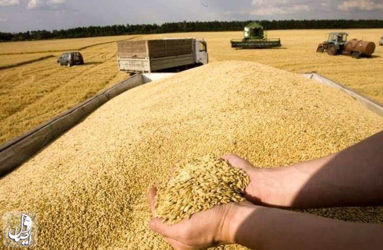افزایش ۲۶ درصدی خرید گندم از کشاورزان
