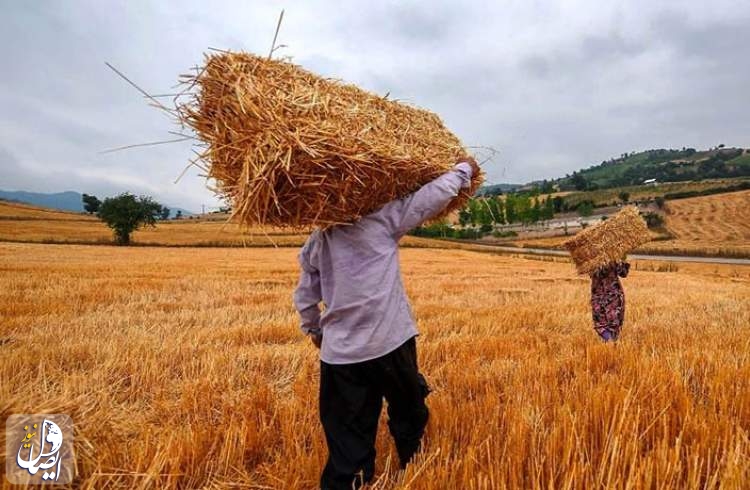 ۸ استان در خرید تضمینی گندم، ۱۰۰ هزار تُنی شدند