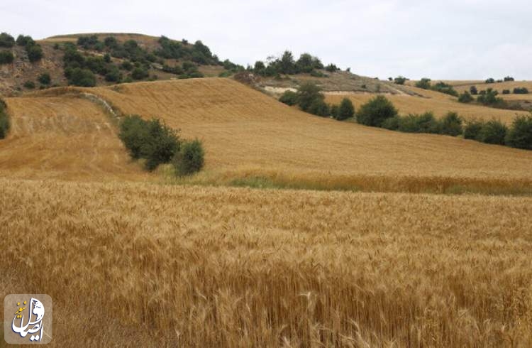 افزایش ۲.۵ برابری خرید گندم در استان لرستان