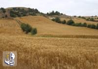 افزایش ۲.۵ برابری خرید گندم در استان لرستان