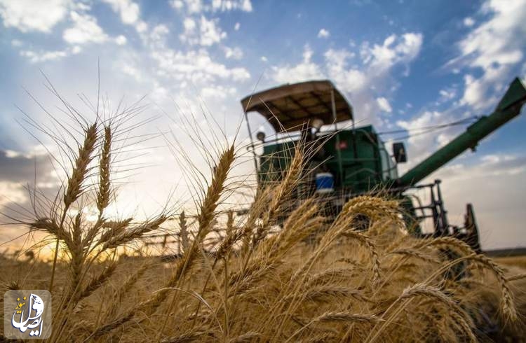 پیش‌بینی تولید ۱۱.۵ میلیون تن گندم در سال آتی