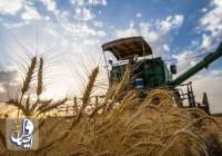 پیش‌بینی تولید ۱۱.۵ میلیون تن گندم در سال آتی