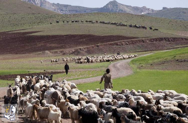 تولید گوشت با تامین آب پایدار در مناطق عشایری افزایش می‌یابد