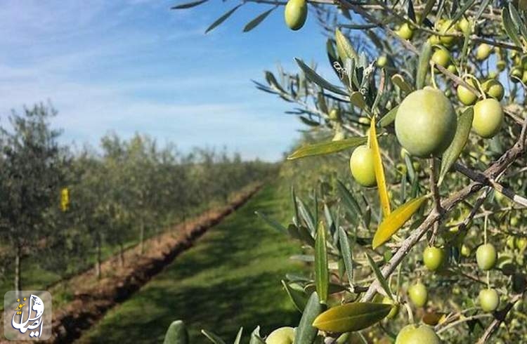 ایران به ریاست شورای بین‌المللی زیتون انتخاب شد