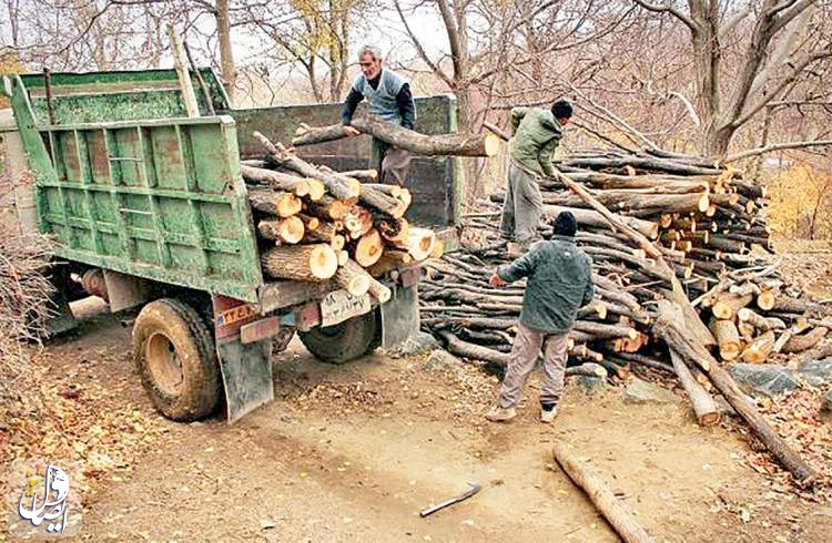 طرح ۵۰۰ هزار هکتاری زراعت چوب به ۷۲۰ میلیون اصله نهال نیاز دارد