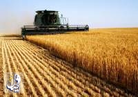 کشت ۶ میلیون هکتار گندم در اراضی کشور در سال زراعی جاری