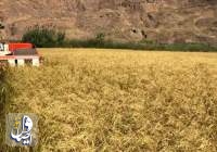تولید ۲.۵ میلیون تن برنج سفید در سال جاری