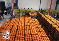 صادرات پرتقال با تمهید مشوق‌های صادراتی ادامه دارد