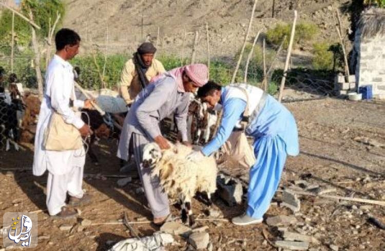 تداوم خدمات رایگان جهاد دامپزشکی در مناطق سیلزده سیستان و بلوچستان