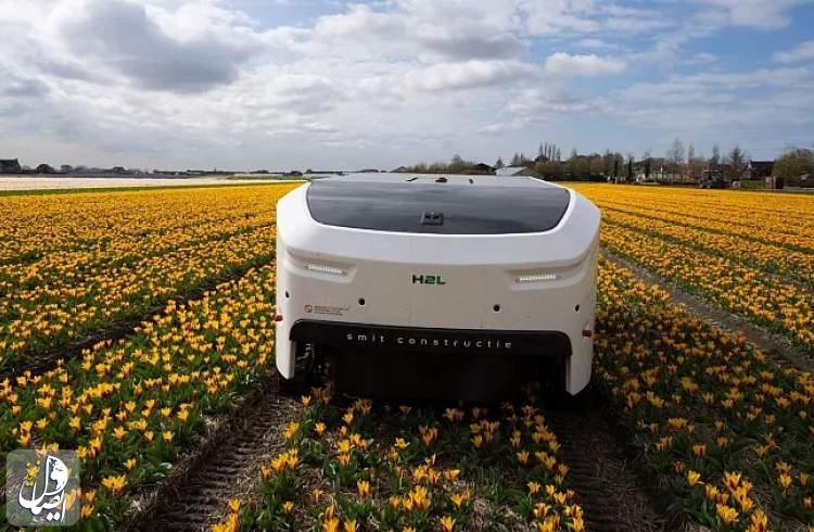 ربات ۱۸۵ هزار یورویی هوش مصنوعی پرورش دهنده گل لاله‌