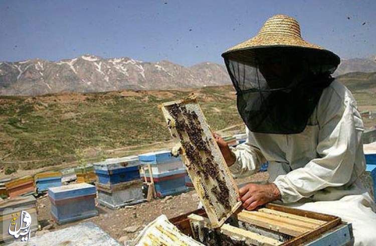 تخصیص شکر زنبورداران در بازارگاه
