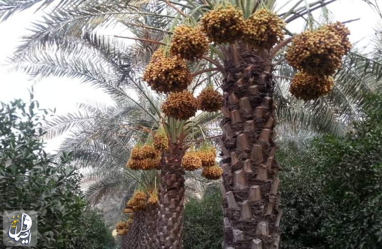 ارزآوری ۸۵ میلیون دلاری خرمای خوزستان در سال گذشته