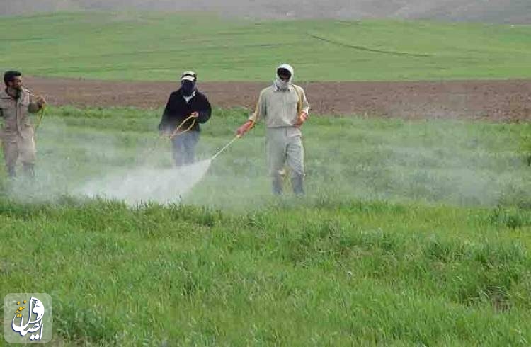 مبارزه با آفت سن غلات در یک میلیون و ۷۰۰ هزار هکتار از اراضی کشاورزی کشور