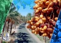 پیش‌بینی ارزآوری 300 میلیون دلاری خرما در سال جاری