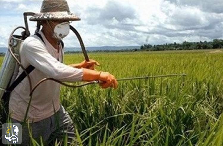 مبارزه با آفت سن گندم در سطح ۳ میلیون هکتار از اراضی کشاورزی کشور