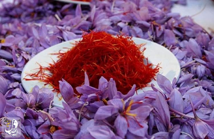 تولید بیش از 238 تن زعفران در سال ۱۴۰۲
