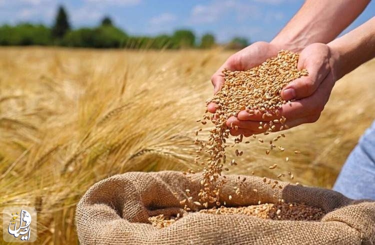 خرید تضمینی گندم در کشور به ۶.۷ میلیون تن رسید