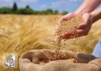 خرید تضمینی گندم در کشور به ۶.۷ میلیون تن رسید
