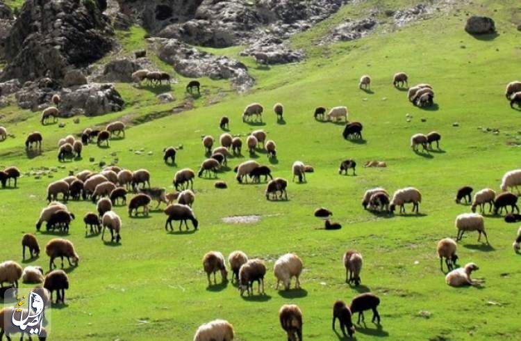 ۲ میلیون هکتار به طرح‌های مرتعداری کشور اضافه می شود